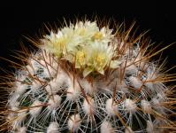 Thumbnail of 0175_Echinofossulocactus albatus_20130510(1).JPG